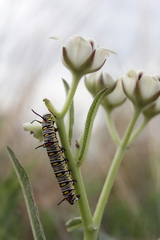 Danaus chrysippus orientis