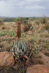Aloe peglerae
