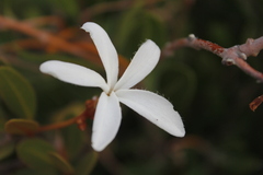 Ancylobothrys capensis