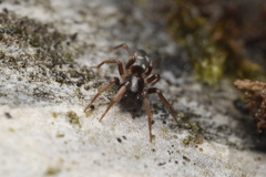 Phrurolithus
