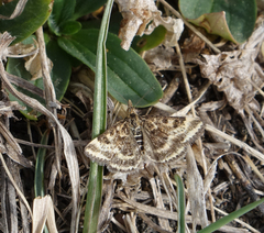 Pyraloidea
