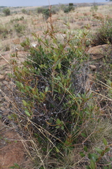 Ancylobothrys capensis