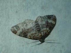Xanthorhoe
