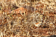 Tchagra australis