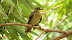 Anthreptes malacensis
