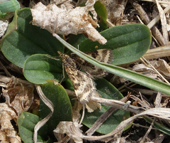 Pyraloidea