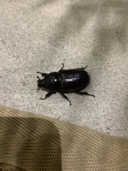 Oryctes monoceros
