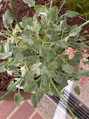 Eriogonum latifolium