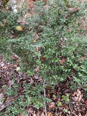 Ilex crenata