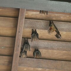 Cynopterus brachyotis