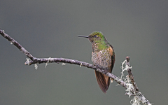 Boissonneaua flavescens