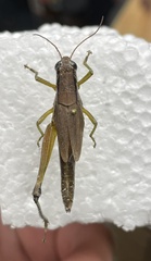 Paroxya clavuligera