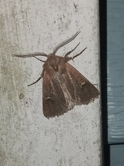 Eucoptocnemis fimbriaris