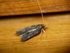 Anacampsis scintillella