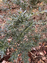 Ilex crenata