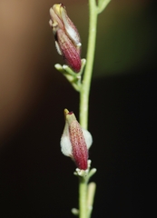 Cordylanthus nevinii