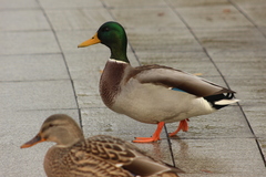 Anas platyrhynchos