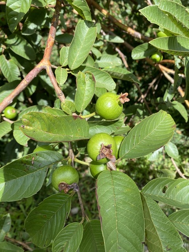 Psidium guajava - Fruit
