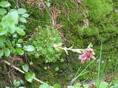 Sempervivum arachnoideum