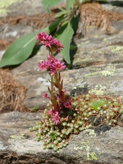 Sempervivum arachnoideum