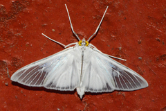 Palpita flegia