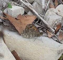 Lasiommata