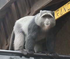 Cercopithecus mitis manyaraensis