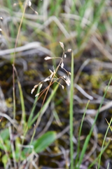 Poa arctica