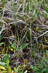 Poa arctica