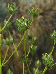 Cordylanthus rigidus setigerus