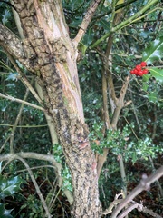 Auricularia auricula-judae