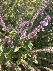 Mentha spicata