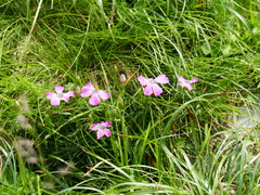 Dianthus pavonius