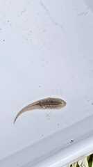Glossiphoniidae