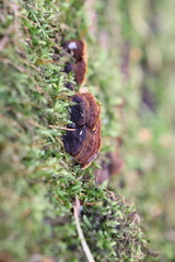 Hymenochaete rubiginosa