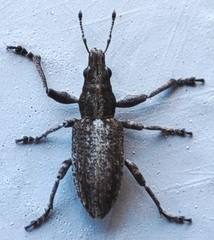 Charagmus griseus