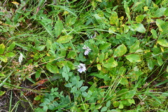 Astragalus norvegicus
