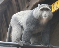 Cercopithecus mitis manyaraensis