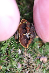 Hymenochaete rubiginosa
