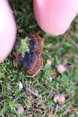 Hymenochaete rubiginosa