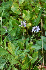 Astragalus norvegicus