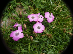 Dianthus pavonius