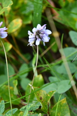 Astragalus norvegicus