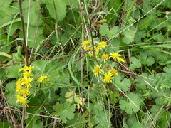Senecioninae