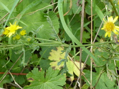 Senecioninae