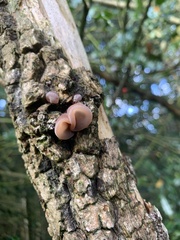 Auricularia auricula-judae