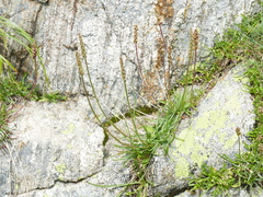 Plantago alpina