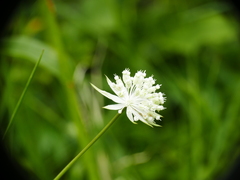 Astrantia minor