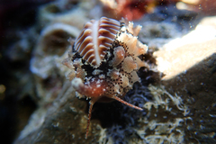 Pusula solandri