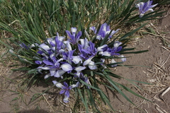 Iris lactea biglumis